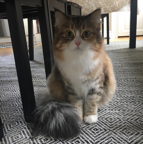 sibirisk katt Pixie