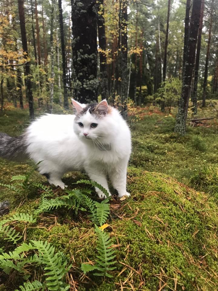 sibirisk katt Castor