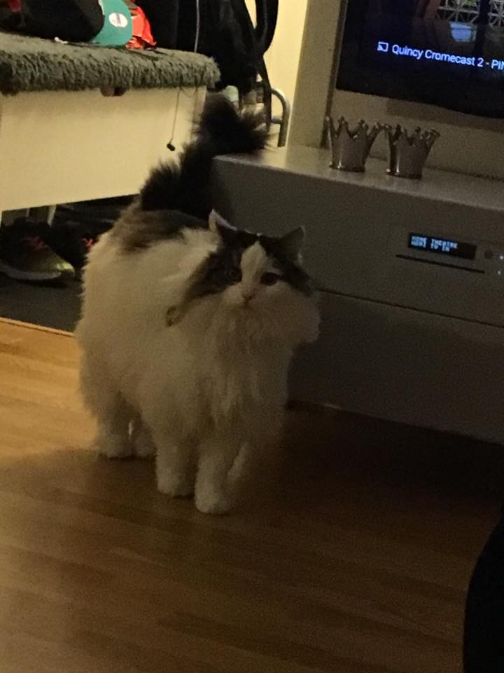 Sibirisk katt Quincy