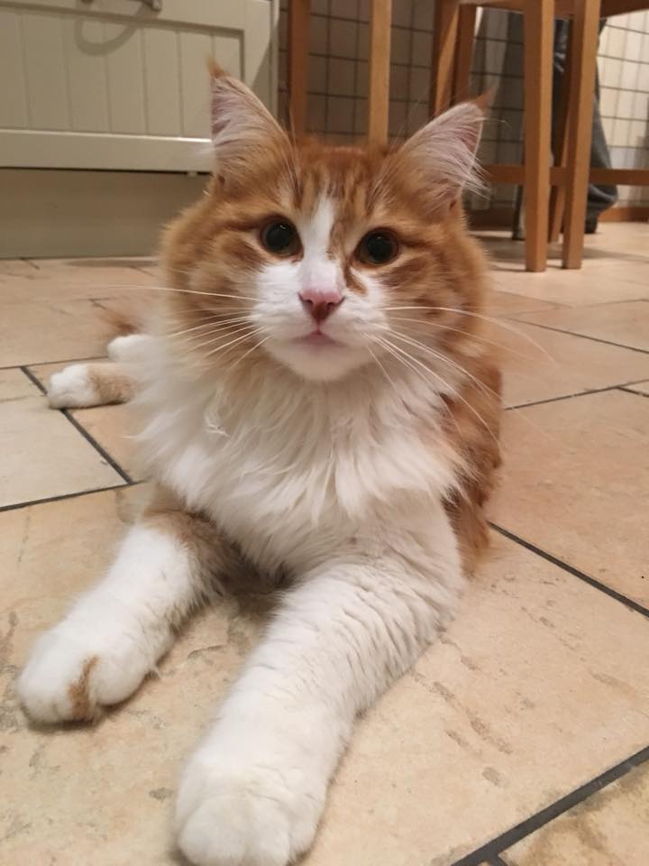 sibirisk katt Jessie
