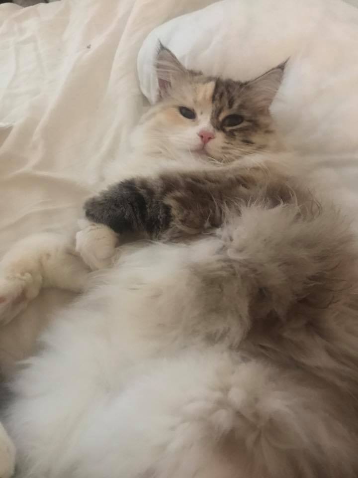 Sibirisk katt Frieda