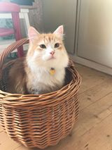 sibirisk katt Ivan
