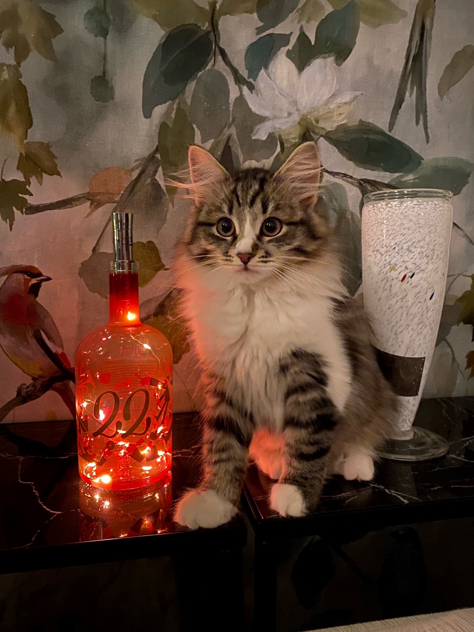 Sibirisk katt Jed