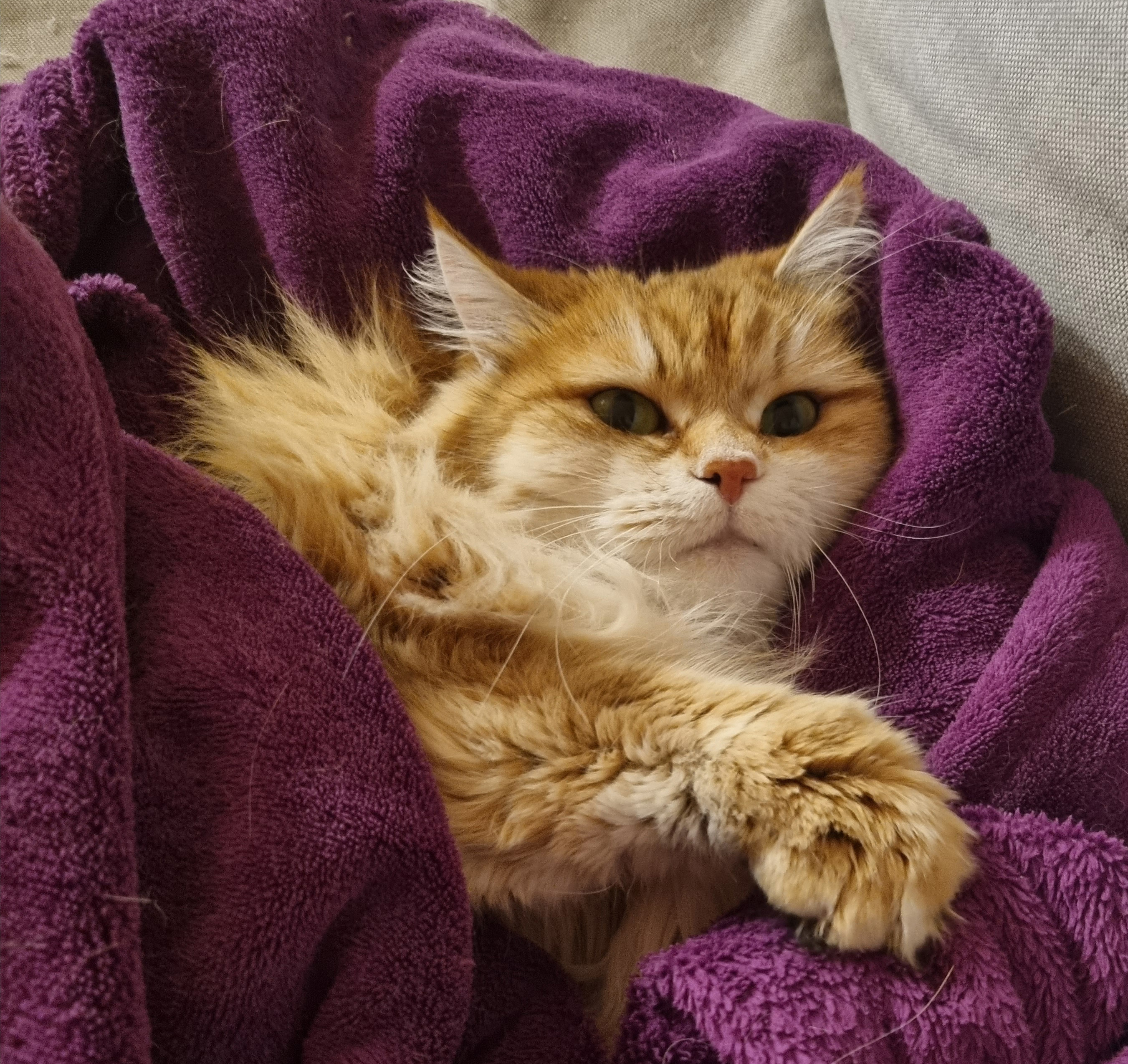 Sibirisk katt Marilyn