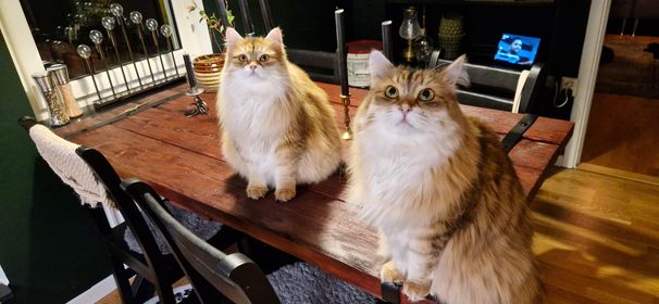 Sibirisk katt Ursula Bianca