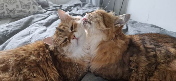 Sibirisk katt Ursula o Bianca