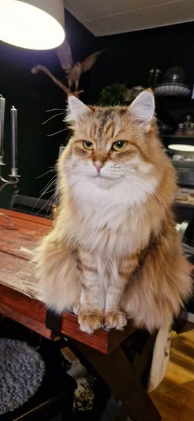 Sibireisk katt Ursula