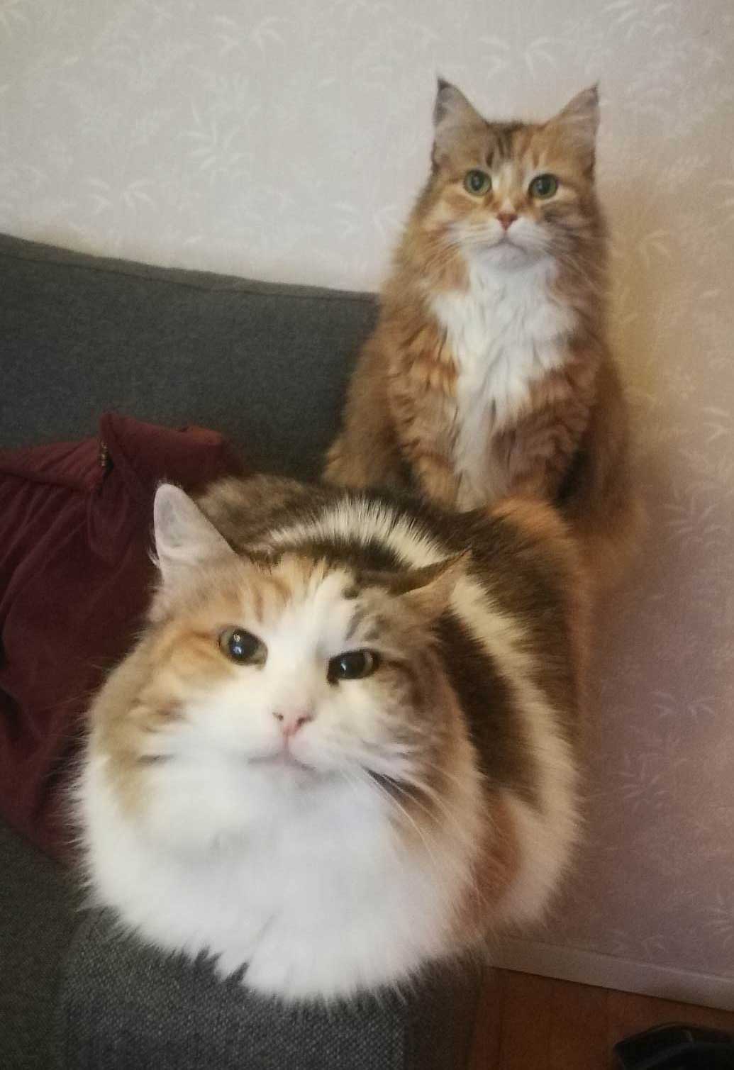 Sibirisk katt Colbie och Dani
