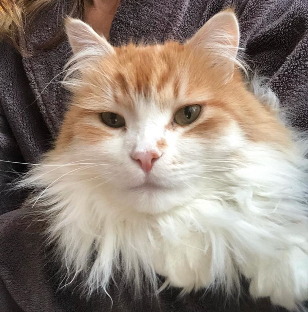 Sibirisk katt Ivan