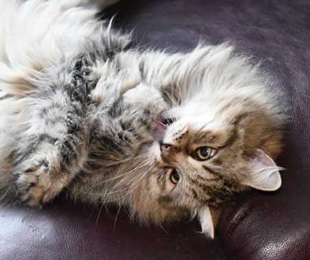 Sibirisk katt Gabbie