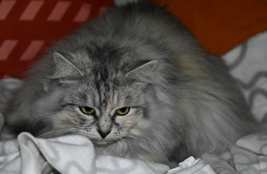 Sibirisk katt Zinnie