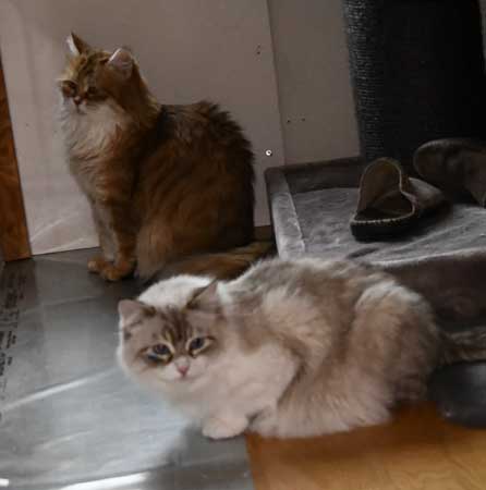 Sibirisk katt Neva Masquerade Uni o Whiffi