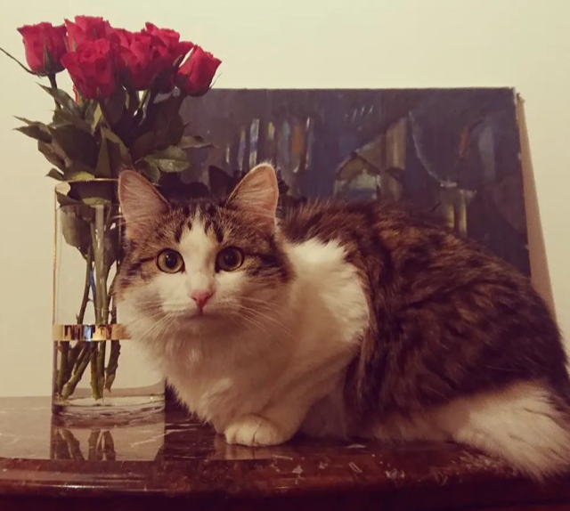 Sibirisk katt Garlena