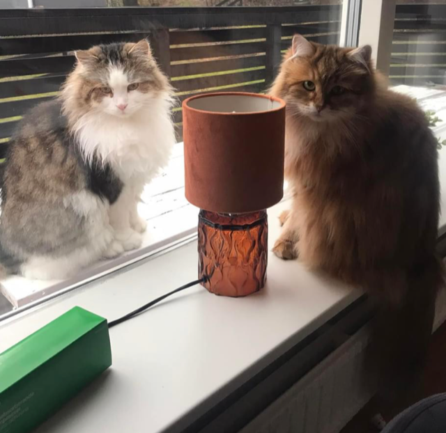 Sibirisk katt Pluto och Ul