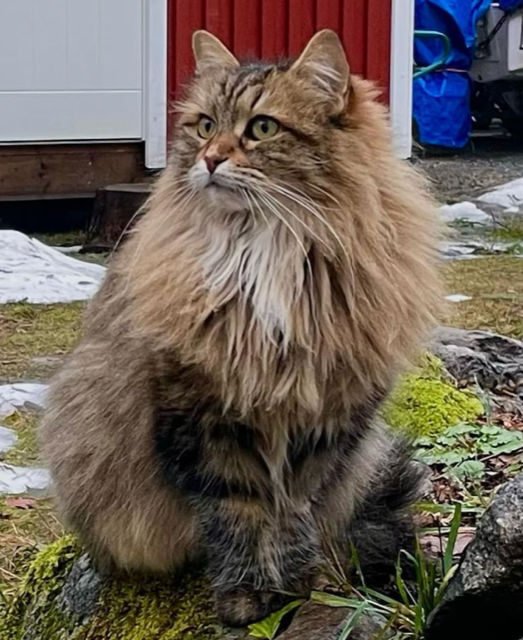 Sibirisk katt Juliet
