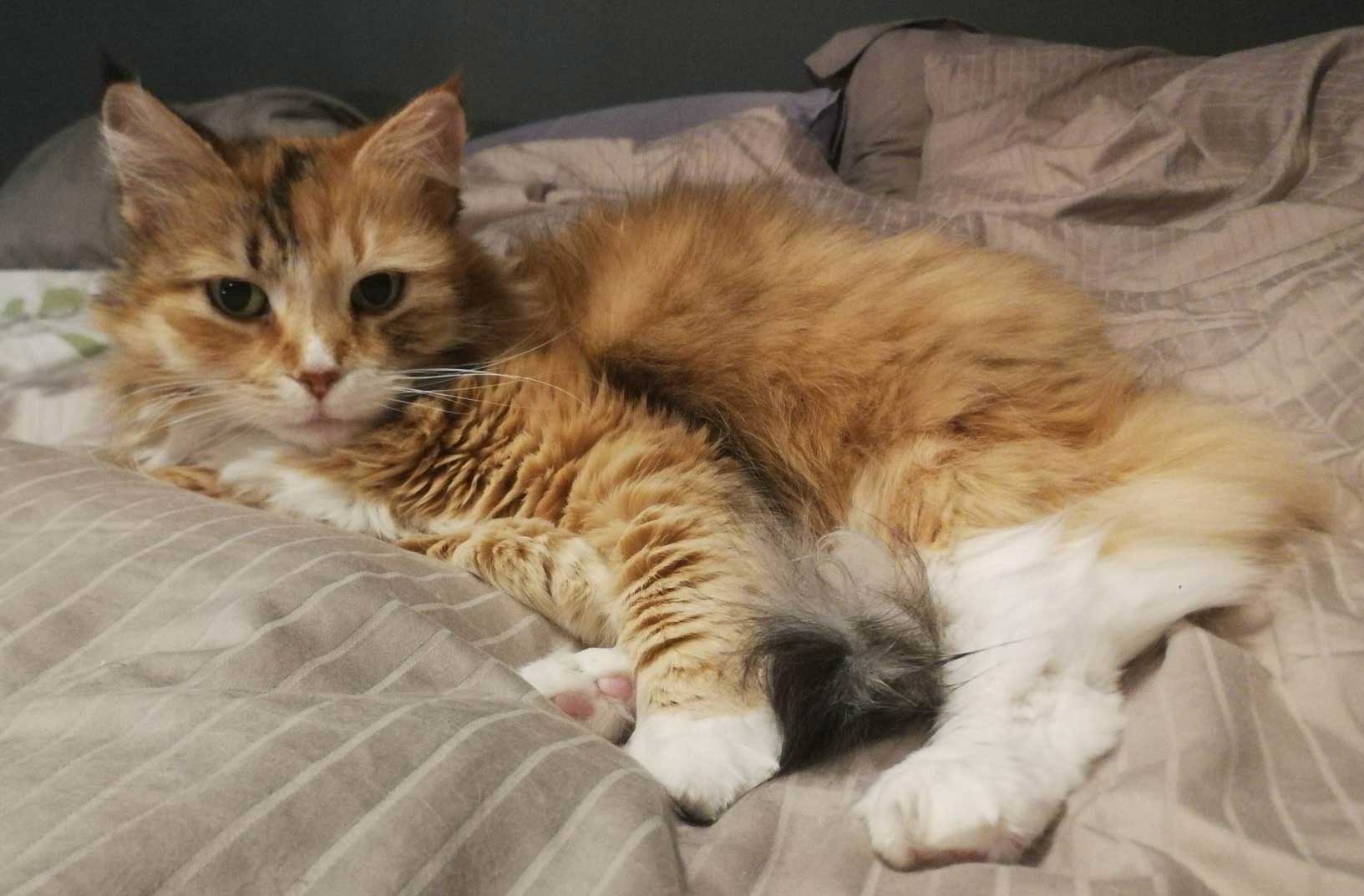 Sibirisk katt Dani