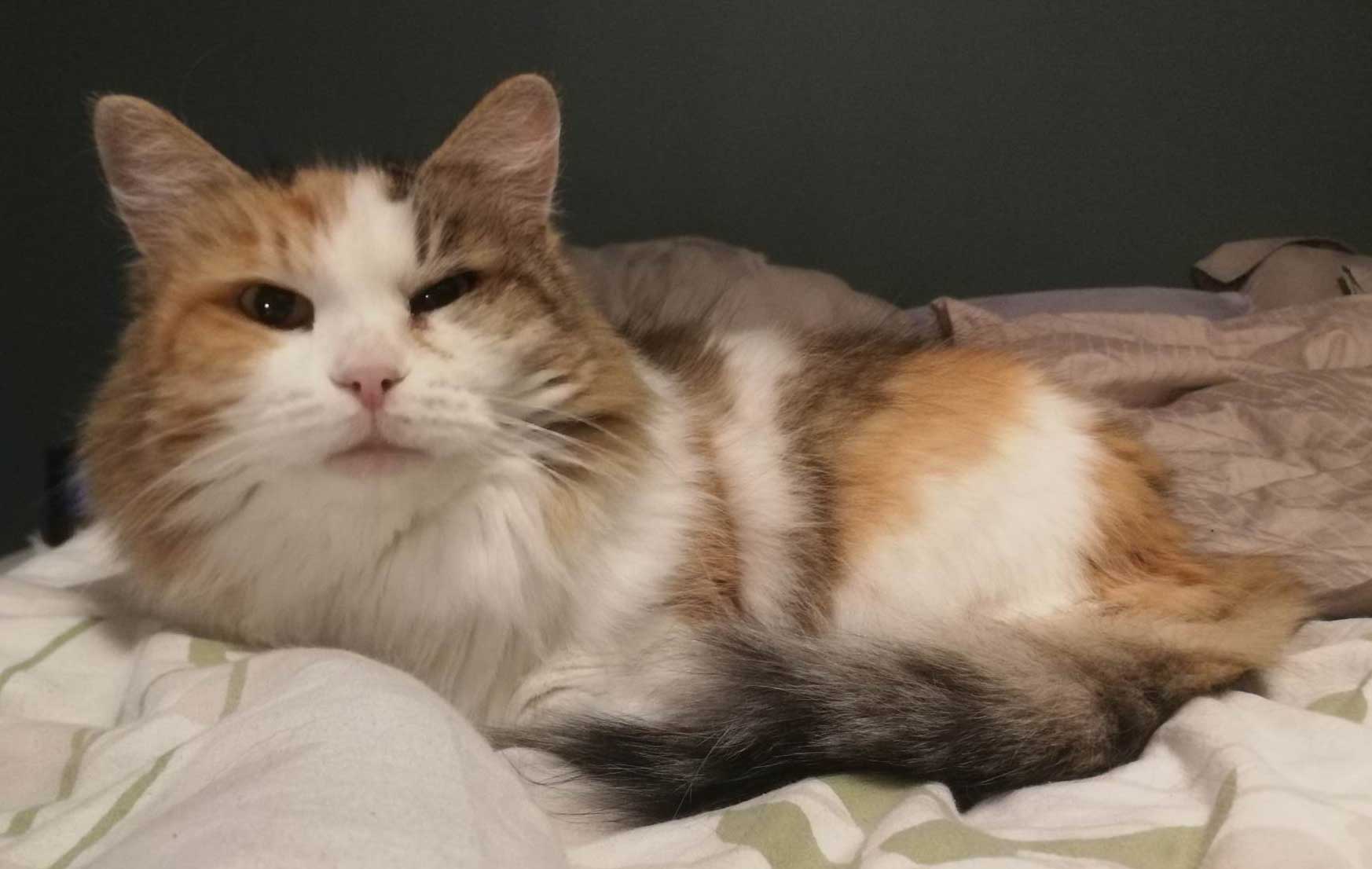 Sibirisk katt Colbie
