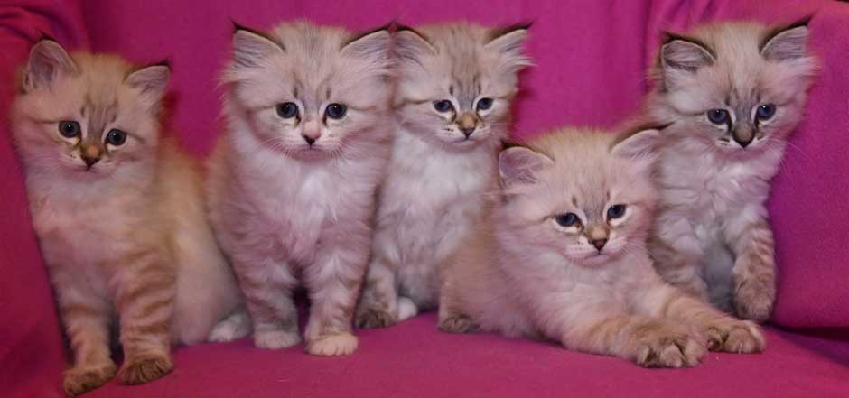 Neva Masquerade kattungar Starsks K3-kull