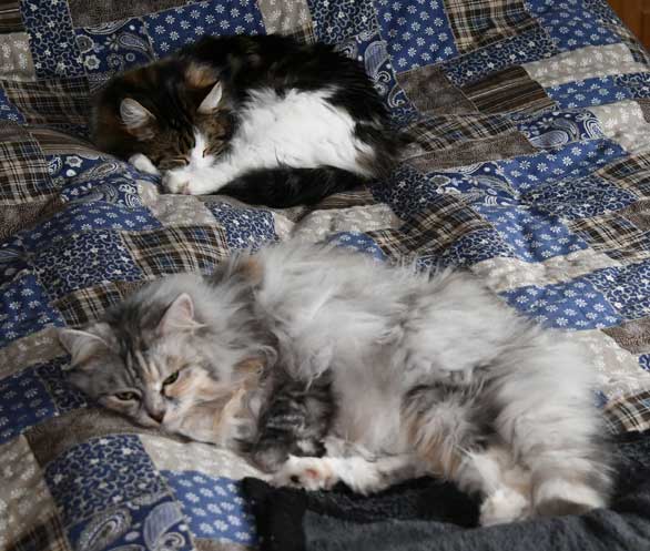 Sibiriska katter Vickie o Zinnie