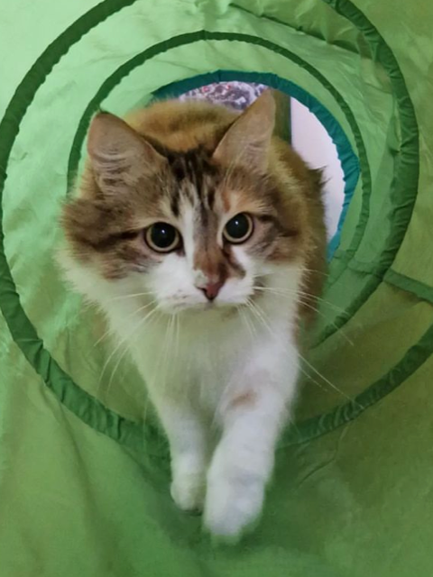 Sibirisk katt Himalia