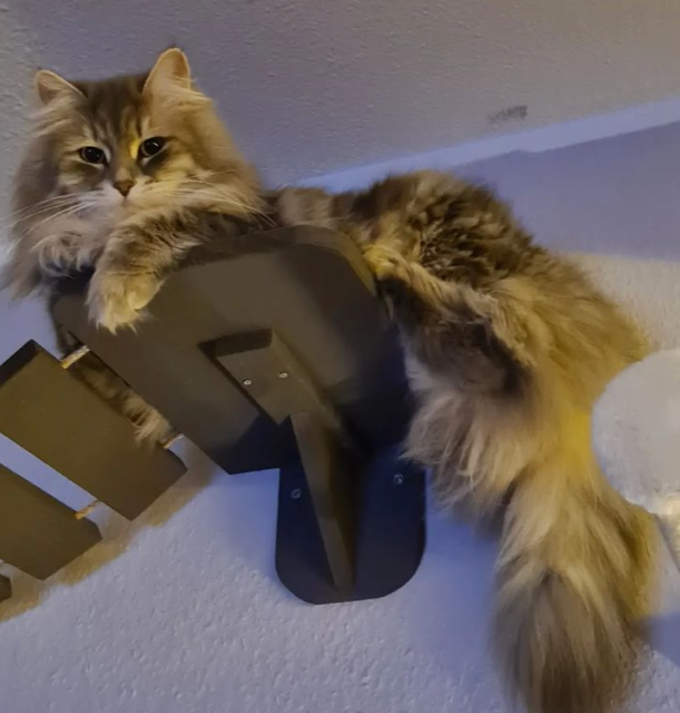 Sibirisk katt Yambika