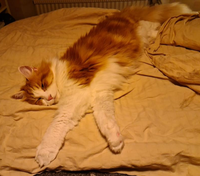 Sibirisk katt Xanthus