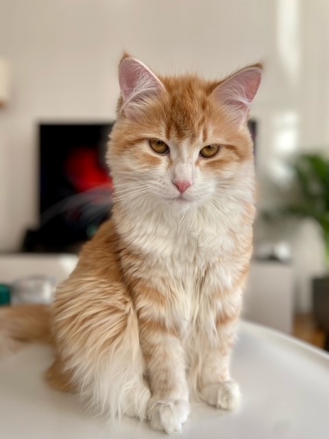 Sibirisk katt Izar