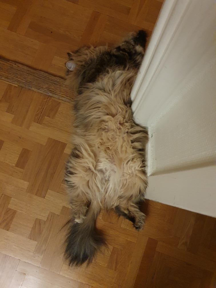 Sibirisk katt Yangel