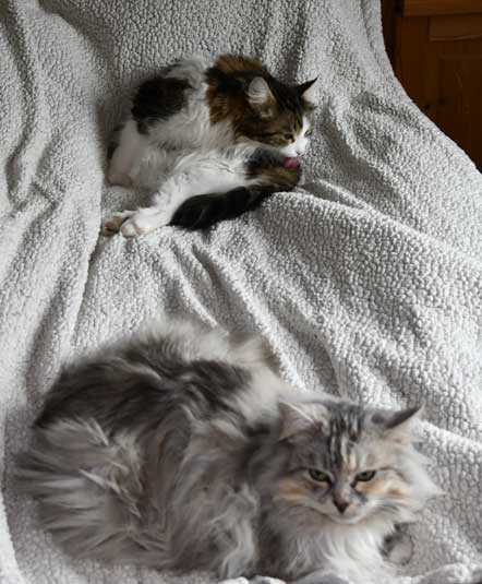 Sibirisk katt Vickie o Zinnie
