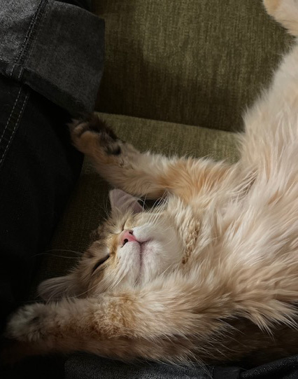 Sibirisk katt Indi