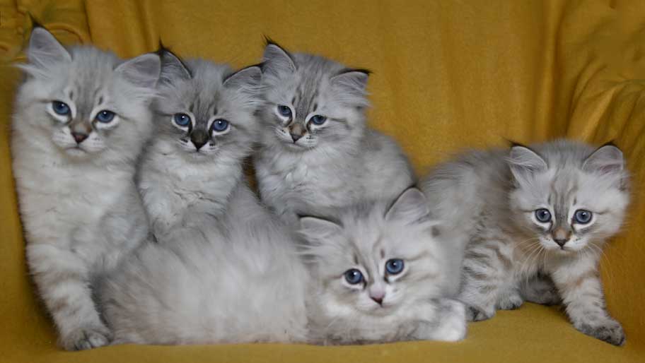 Neva Masquerade kattungar K3-kull