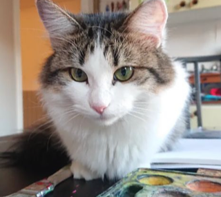 Sibirisk katt Garlena