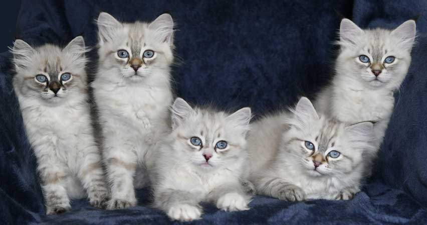 Neva Masquerade kattungar Starskys K3-kull