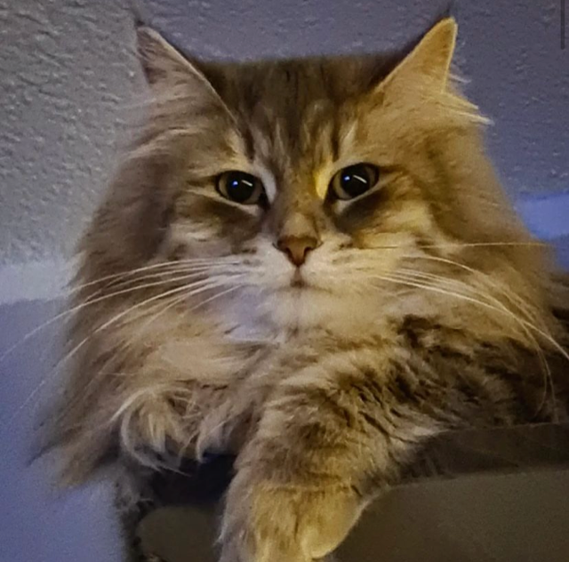 Sibirisk katt Yambika