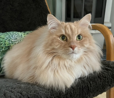 Sibirisk katt Fornax