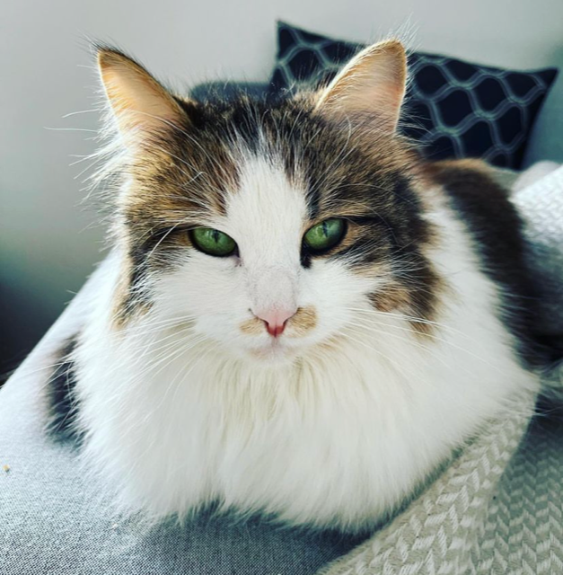 Sibirisk katt Edda