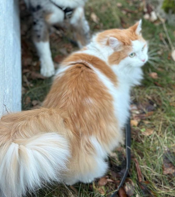Sibirisk katt Fenix