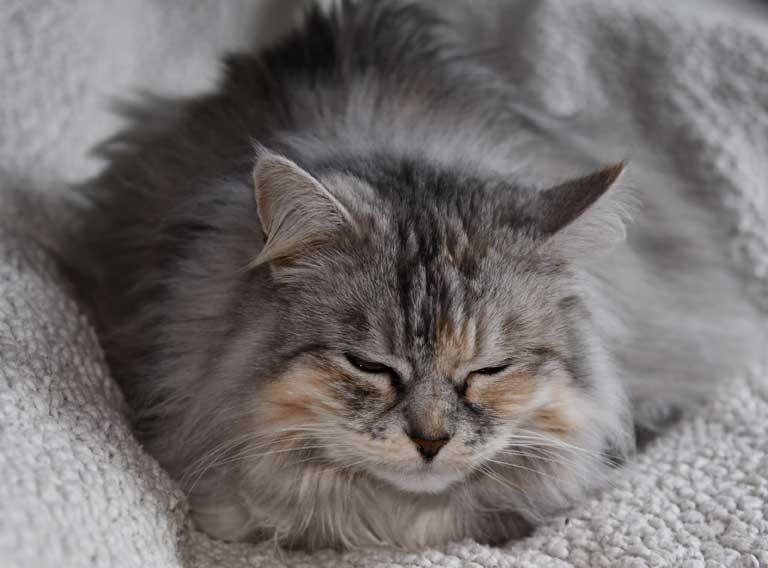 Sibirisk katt Zinnie