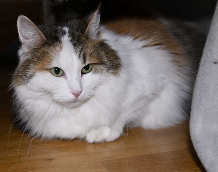 Sibirisk katt Tracie