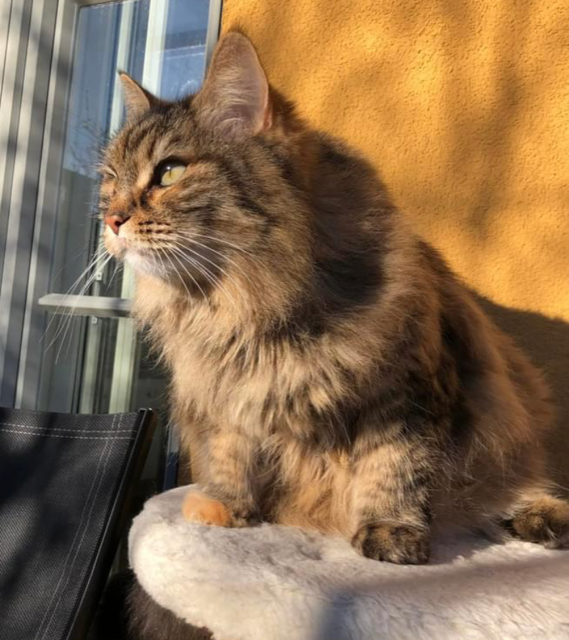 Sibirisk katt Galaxy