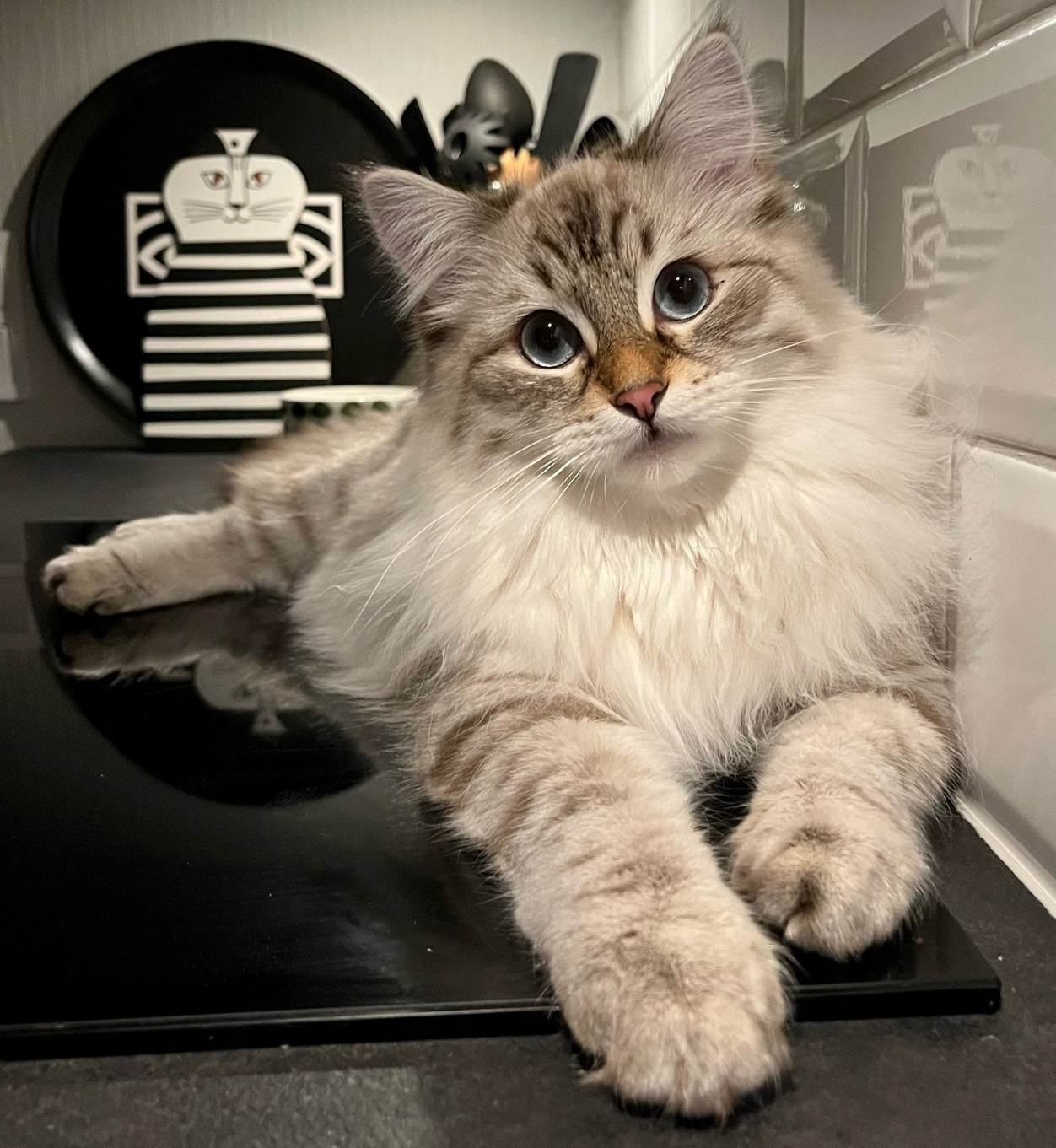 Neva Masquerade katten Harrington