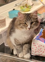 Sibirisk kattunge Jed