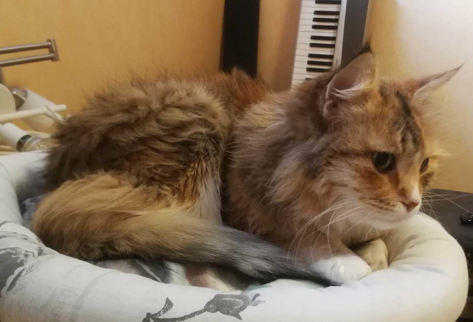 Sibirisk katt Dani