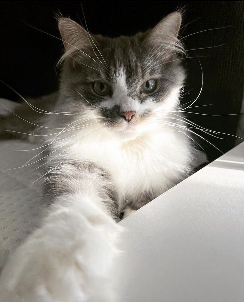 Sibirisk katt Deimos