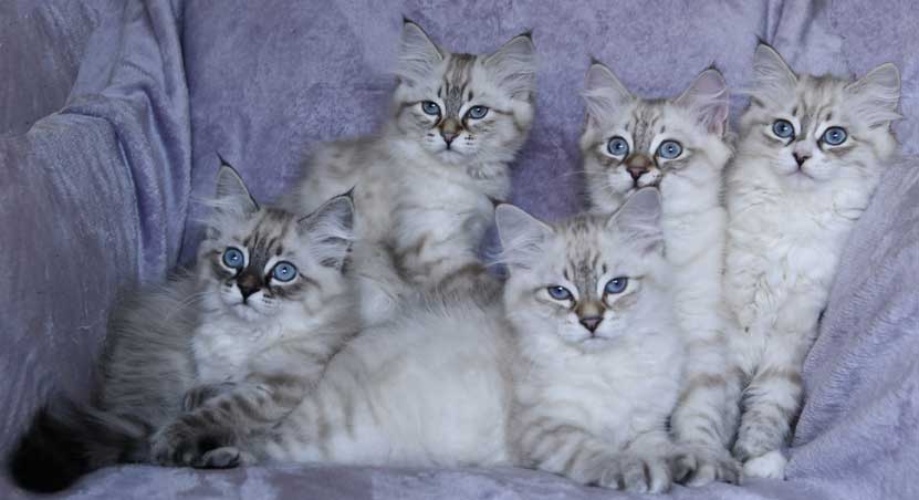 Neva Masquerade kattungar K3-kull