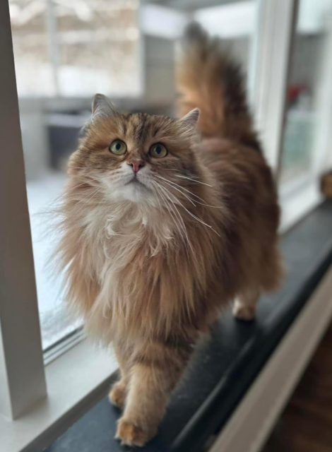 Sibirisk katt Ul