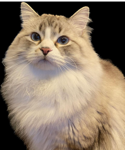 Neva Masquerade katt Darwin