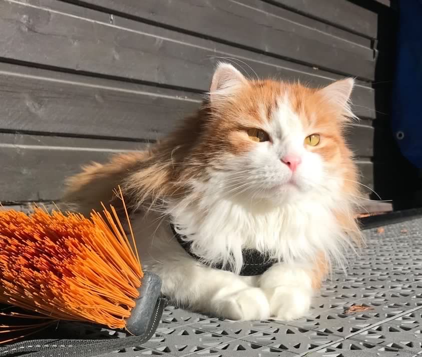 Sibirisk katt Pollux