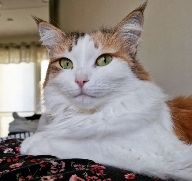 Sibirisk katt Nymphe