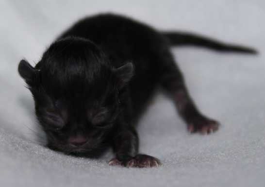 Sibirisk kattunge Lowell